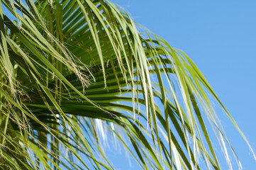 Green palm tree against blue sky in windy weather. Vacation time at hotel resort near the sea. Summer travel concept and tropical background.