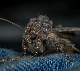 macro photography of an insect