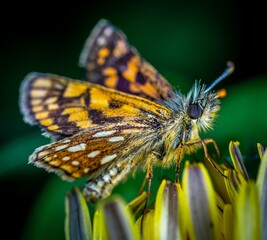 butterfly on a flower