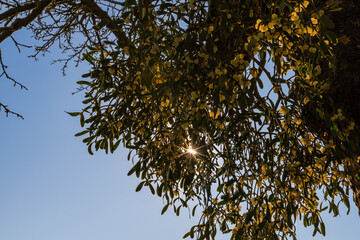 Sonne blinzelt durch einen Mistelzweig