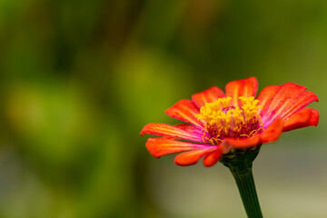 The zinnia flower that is blooming in the middle is yellow with a blurred green foliage background, nature concept