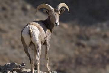 Portrait of a Desert Bighorn Sheep, Ovis canadensis nelsoni, shown in Death Valley National Park.