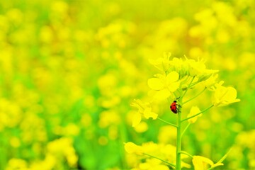 黄色い花畑の中で菜の花の茎を登る一匹の赤いてんとう虫