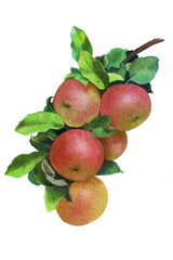 a bunch of red apples 