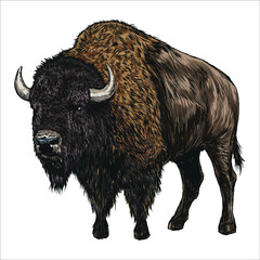 American Bison, buffalo. Hand drawn illustration.