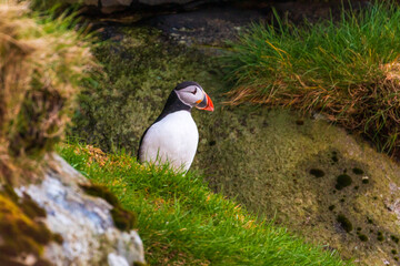Fototapeta premium Atlantic puffin on the meadow , Gjogv, Faroe Islands.