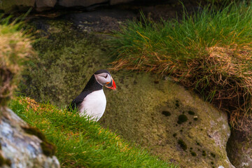 Atlantic puffin on the meadow , Gjogv, Faroe Islands.