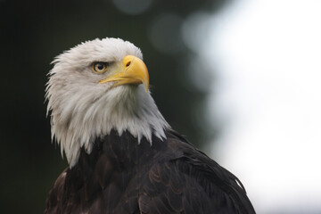 Weißkopfseeadler