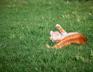 Kitten playing in the garden.