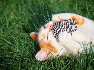 Kitten playing in the garden.