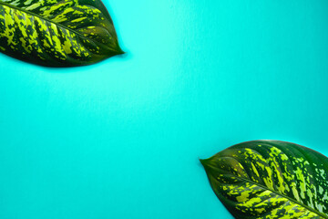 Dieffenbachia leaf isolated on yellow background. Summer mood.