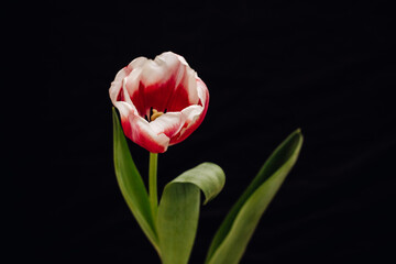 Bud of white, red and pink tulip on a black background.
One tulip bud close up