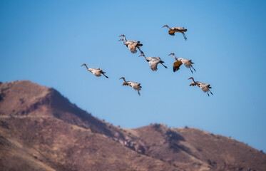 Sandhill cranes flying