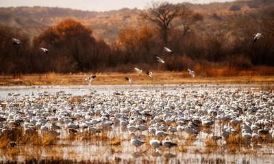 snow geese migration