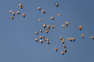 snow geese migration