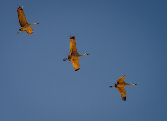 Sandhill Crane Migration