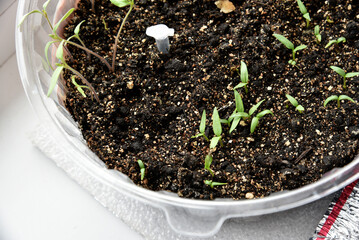 Green seedlings of plants in spring in pots