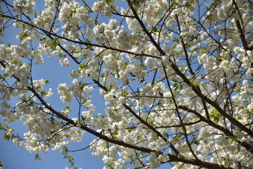 Cerisier blanc au printemps