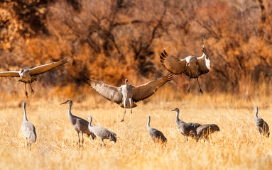 Sandhill Crane Migration