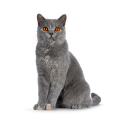 Adult tortie British Shorthair cat, sitting up side ways. Looking towards camera with mesmerizing orange eyes. Isolated on a white background.