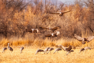 Sandhill Crane Migration