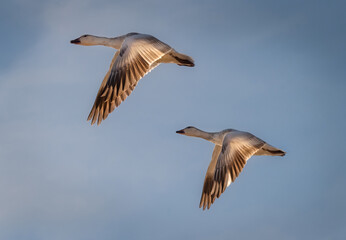 Snow Geese Migration