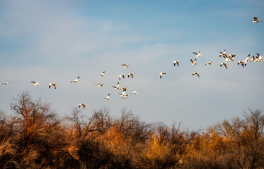 Snow Geese Migration