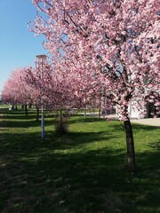 Naklejka premium Spring has come to Serbia