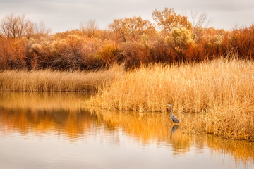 Autumn Scenic View