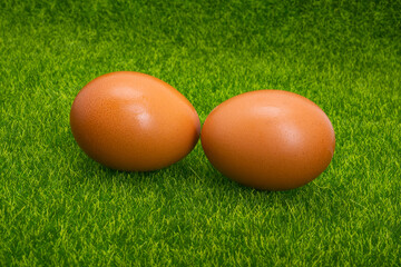 chicken eggs on green grass