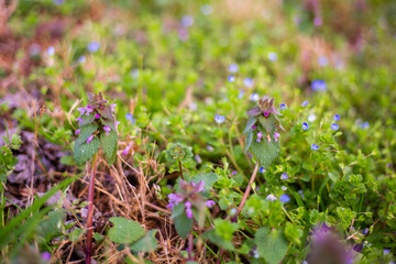 Purple Wildflowers Like Snapdragons