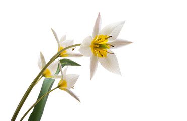 Fototapeta na wymiar wild tulip flower isolated