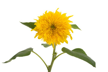 Fototapeta premium sunflower flower isolated