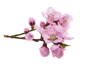 sakura flowers isolated