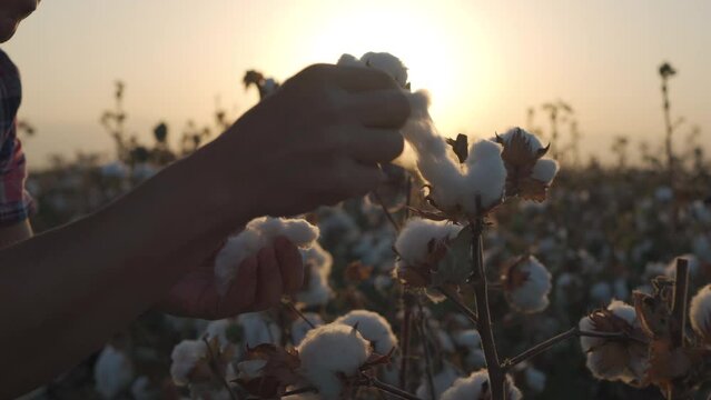 Cotton field at dawn, the hand of the cotton picker reaches for the fluffy cotton bal