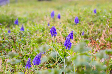 Purple Grape Hyacinths
