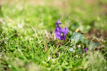 Purple Wildflowers Closeup
