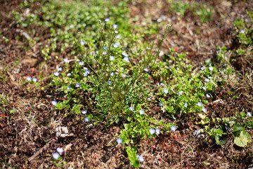 Cluster of Bluets in a meadow