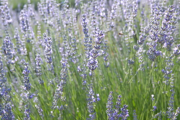 Fototapeta premium Field of Lavender, Lavandula angustifolia, Lavandula officinalis 