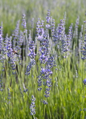 Field of Lavender, Lavandula angustifolia, Lavandula officinalis 