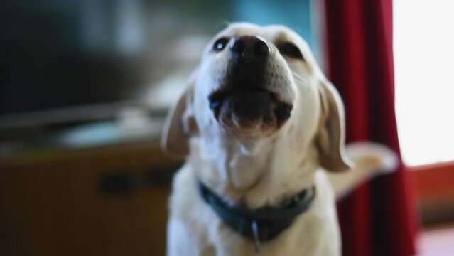A close up slow motion portrait shot of a dog barking