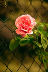 Una rosa en un jardín detrás de una mallas de acero con fondo borroso