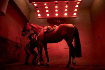 solarium for horses. horse dry in the solarium. Brown horse under a stall solarium, warming up.