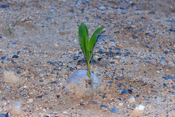 coconut sprouts
