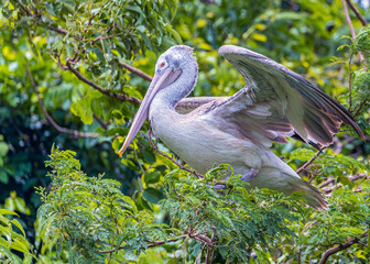 A Greater Pelican ready to take off