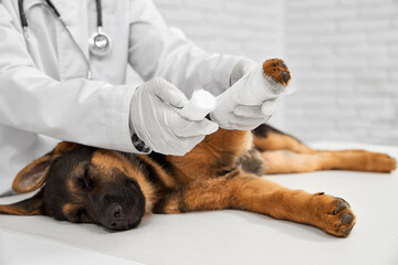 Close up of vet in white lab coat with rewinding paw to German Shepherd. Doctor with phonendoscope,...