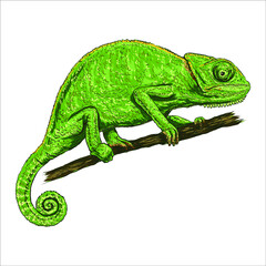 Chameleon lizard color line art sketch engraving vector illustration.