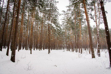 Fototapeta premium Snowy forest in cold winter season.