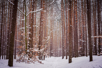 Snowy forest in cold winter season.