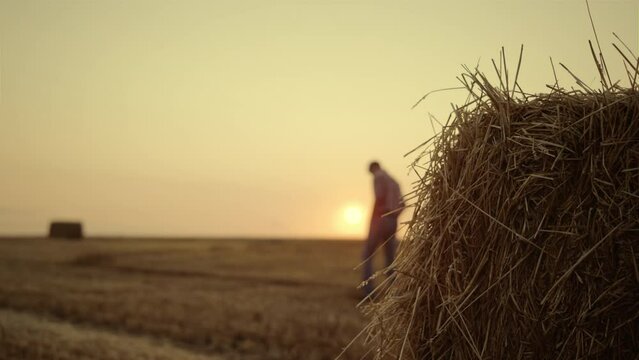 Farmer walking hay stack field after harvesting golden sunset. Agro concept